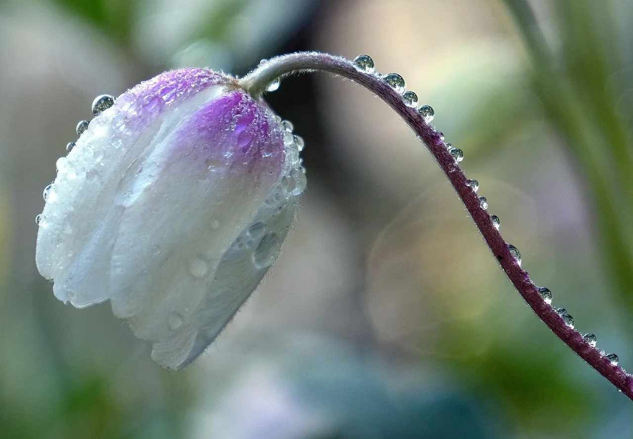 flower, anemone, beautiful flowers, nature, flower background, drops, row, garden, flower wallpaper, flora, botany, bloom, petals, beautiful. What to check when choosing cut flower crop types: annuals, perennials, bulbs, and woody stems