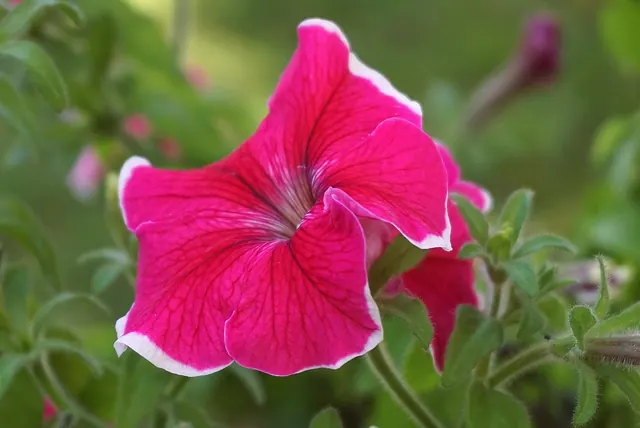 surfinia, ornamental plant, cup, campanula flower, red flower, funnel-shaped flowers, asteraceae, perennial, cereal, petunia, flora, garden, nature, decorative, closeup, angiosperm. Cut flower crop types: annuals, perennials, bulbs and woody stems