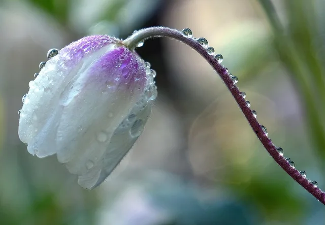 flower, anemone, beautiful flowers, nature, flower background, drops, row, garden, flower wallpaper, flora, botany, bloom, petals, beautiful. What to check when choosing cut flower crop types: annuals, perennials, bulbs, and woody stems