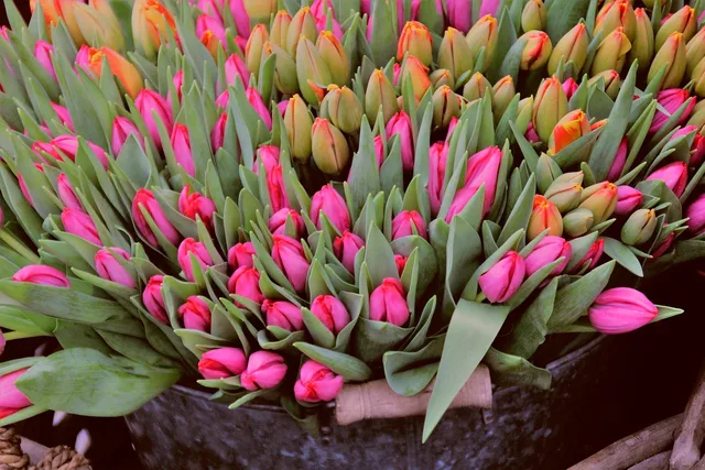 tulips, market, market stall, spring, blossom, beautiful flowers, bloom, flower, bucket, zinc, nature, flower shop, pink, summer, flower background, flower wallpaper, love. Flower stall setup costs BC: equipment-only budget