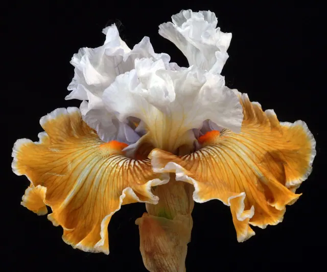 blossom, beautiful flowers, botany, color, colorful, colors, decorative, flora, floral, flower, fresh, garden, gardening, nature, green, growing, growing-irises, flower background,