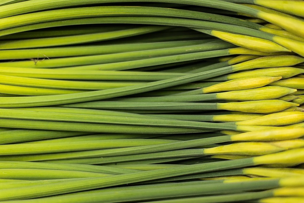 stem, floral, flower, green, spring, flower background, fresh, cut, harvest, nature, plant, bloom, blossom, decoration, design, flower wallpaper, leaf, white, petal, bouquet, beautiful flowers, summer, natural, pattern, garden, elegance, blooming, pink, vintage, colorful, season, red, romantic, green design, green pattern, green vintage. Cut flower succession calendar: an 11-step planning method
