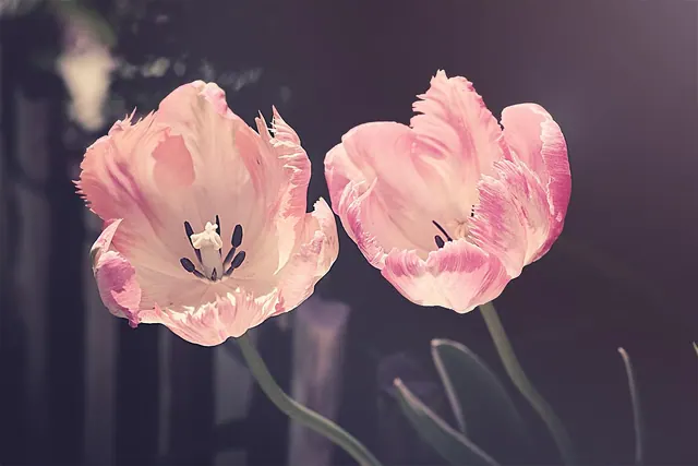 tulips, garden, beautiful flowers, flower wallpaper, garden flowers, flower, nature, plant, petal, blossoms, flower background, tulip flowers, cut flowers, spring flowers, spring,