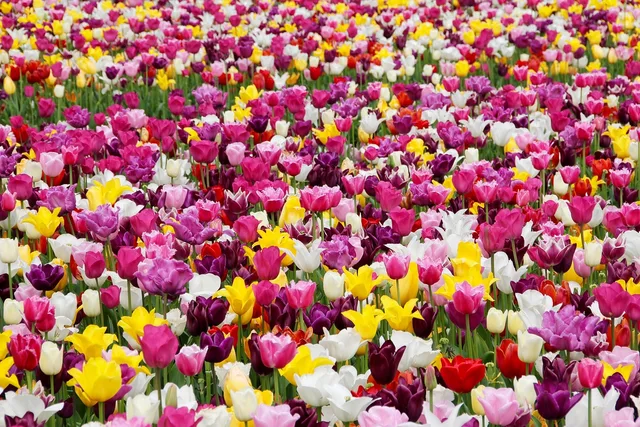 tulips, flowers, field, flower wallpaper, tulip farm, tulip field, colorful, colorful flowers, garden, tulip garden, flower garden, bloom, beautiful flowers, blossom, flora, floriculture, horticulture, botany, flower background, nature, plants, tulpenbluete, field of flowers, holland. Flower farm recordkeeping system: a design framework