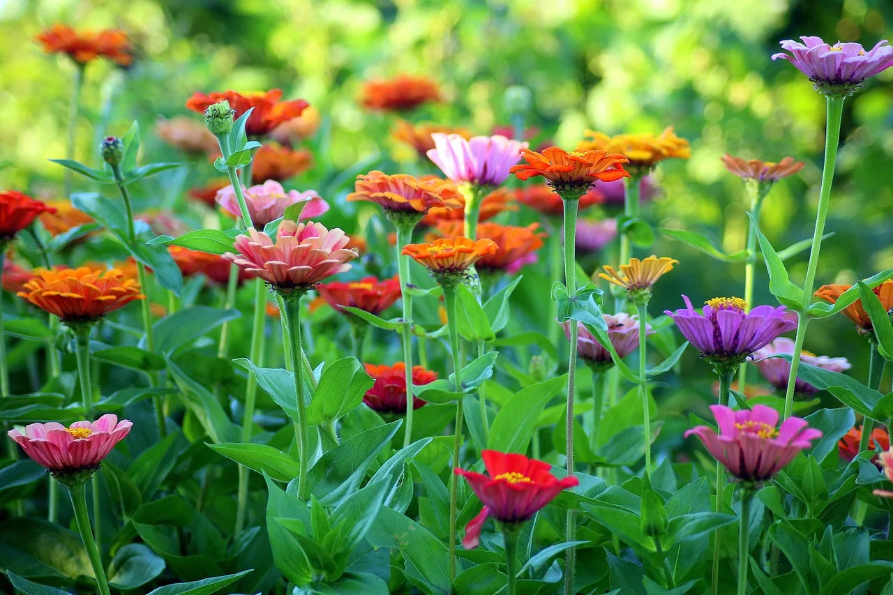 zinnia, flowers, flower background, flower wallpaper, summer, garden, beautiful flowers, colorful, nature, flower. How to cost a ten stem zinnia bunch for a defensible wholesale price
