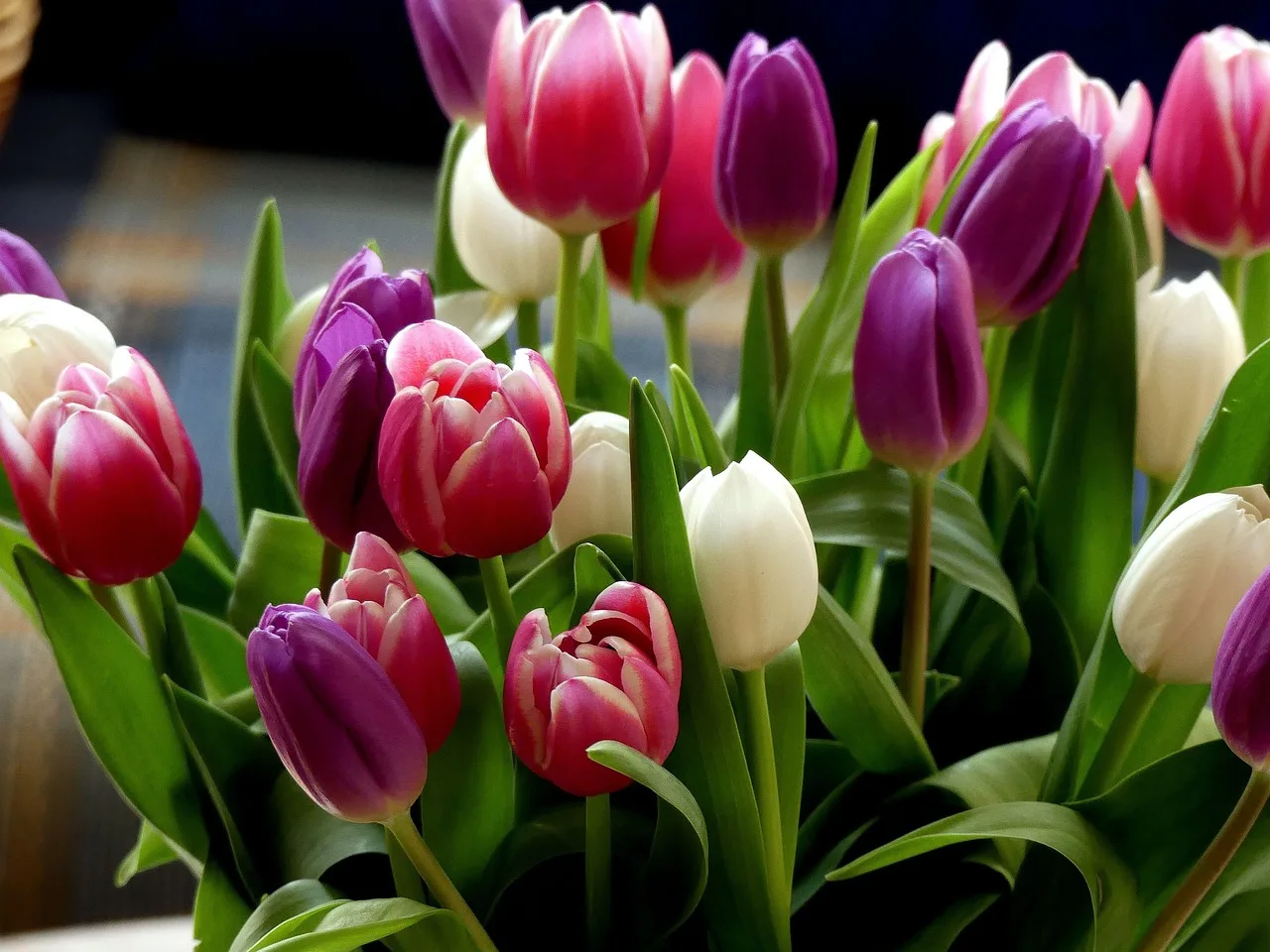 tulips, multicoloured, bunch of flowers, cut flowers, colorful, spring flowers, bunch of flowers, bunch of flowers, bunch of flowers, bunch of flowers, bunch of flowers. How Specialty Crop Block Grants reach cut flower growers in California