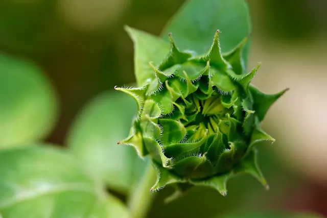 sunflower, flower, beautiful flowers, bud, flower wallpaper, plant, flora, flower background, nature, closeup