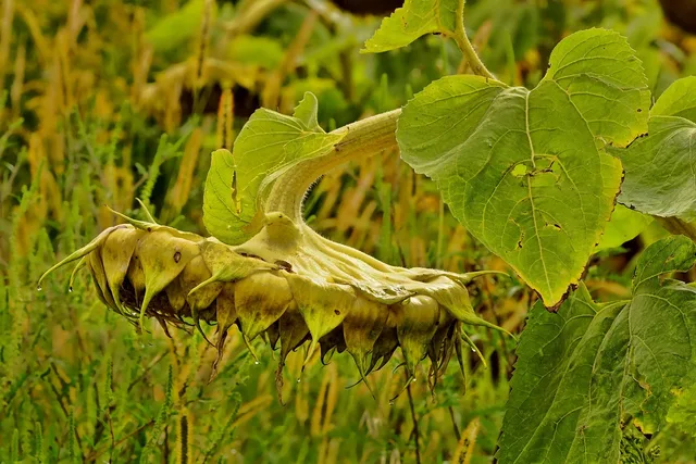 plants, mature, sunflowers, sunflower field, agriculture, nature, harvest, flora, growth, seeds. Reading crop-specific warning signs before a cut flower harvest goes wrong