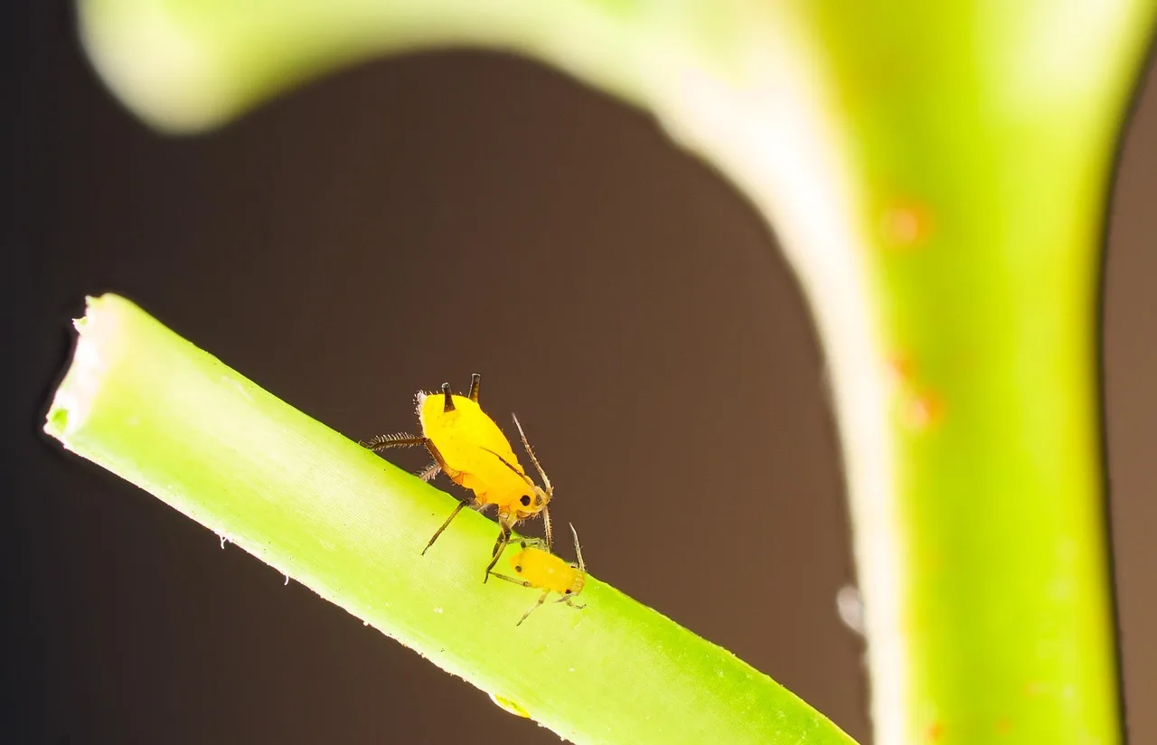 aphid, louse, plant, pest, vermin, plant louse, insect, nature, closeup, aphid, aphid, aphid, aphid, aphid. Cut flower pest control methods: how the four types compare
