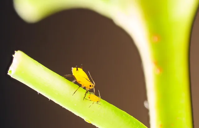 aphid, louse, plant, pest, vermin, plant louse, insect, nature, closeup, aphid, aphid, aphid, aphid, aphid. Cut flower pest control methods: how the four types compare