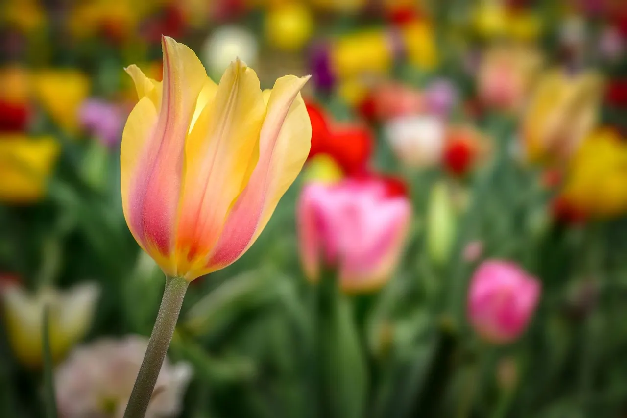 tulip, flower bed, cut flower, spring, beautiful flowers, nature, garden, flower, bed, flower wallpaper, bloom, tulip meadow, flora, flower meadow, blossoms, flower background, bri. Cut flower bed soil recovery: a worked growing case