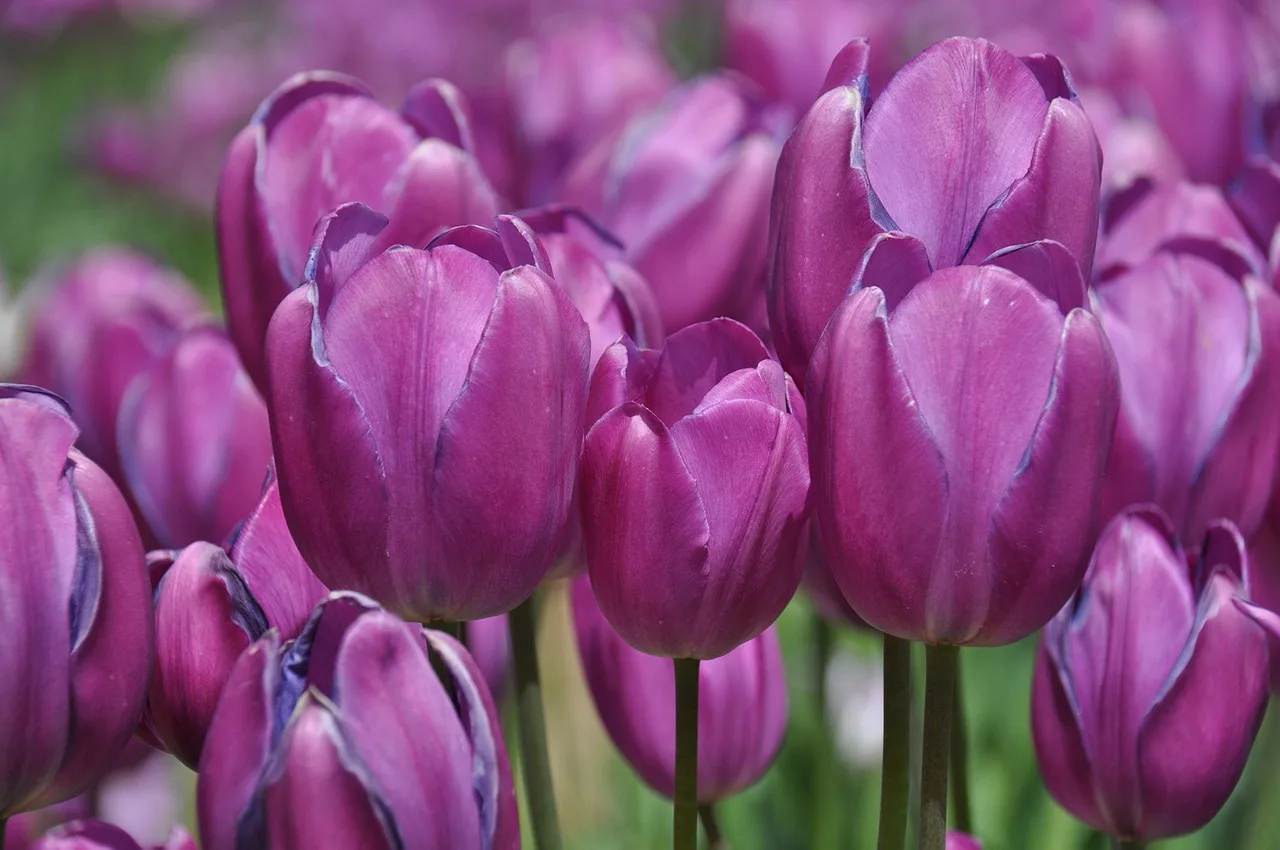 tulips, nature, tulip farm, flower, floral, bloom, flower background, flower wallpaper, beautiful flowers, pink farm. Cut Flower Business Records Checklist for Growers