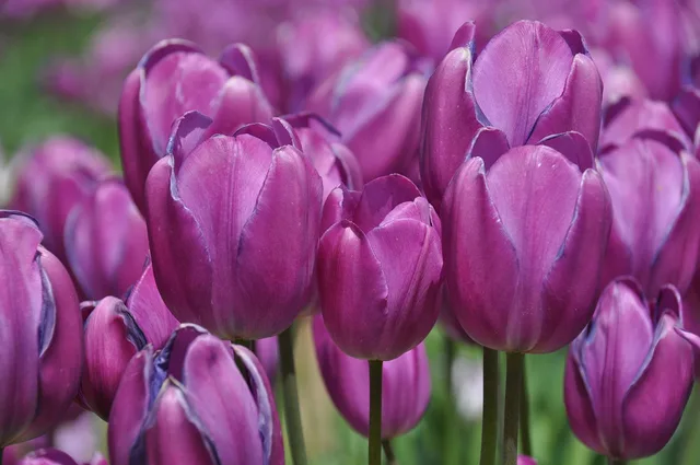 tulips, nature, tulip farm, flower, floral, bloom, flower background, flower wallpaper, beautiful flowers, pink farm. Cut Flower Business Records Checklist for Growers