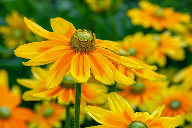 high sun hat, rudbeckia nidita, flower, beautiful flowers, flower wallpaper, blossom, bloom, yellow, bright, flower background, cut flower, nature. Cut flower costing and pricing: build a farm framework