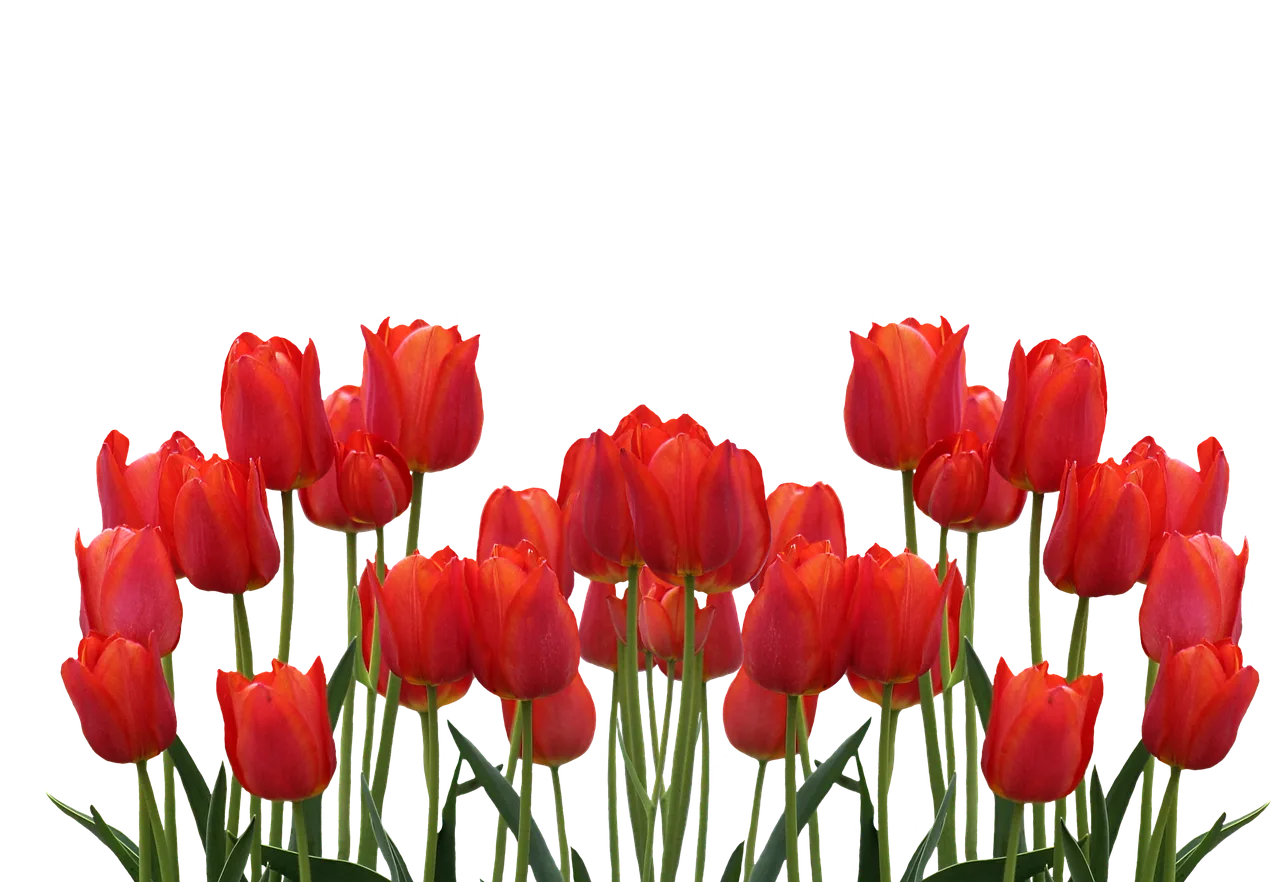 tulips, flower wallpaper, spring, flower background, nature, flower, blossoms, beautiful flowers, red, cut flowers, plants, spring flower. Why a full price cut flower harvest can still lose money