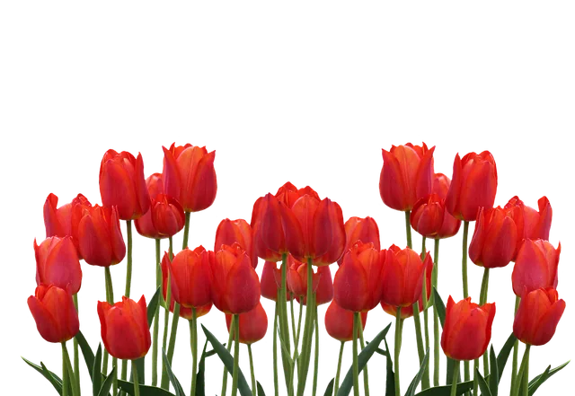 tulips, flower wallpaper, spring, flower background, nature, flower, blossoms, beautiful flowers, red, cut flowers, plants, spring flower. Why a full price cut flower harvest can still lose money