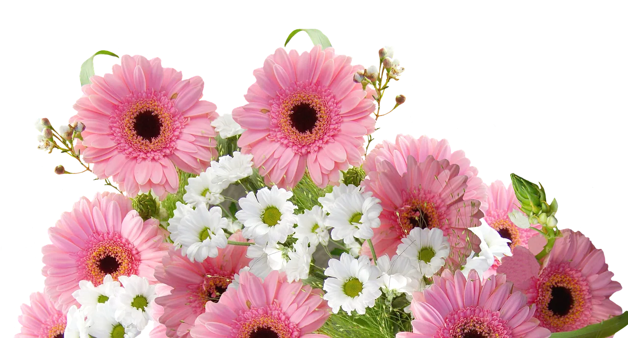 gerbera, cut flower, pink, blossom, bloom, plant, nature, gerbera, gerbera, gerbera, gerbera, gerbera. A crop card checklist for running a fair cut flower variety trial