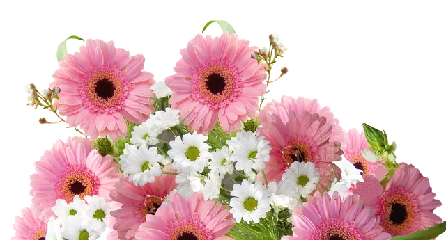 gerbera, cut flower, pink, blossom, bloom, plant, nature, gerbera, gerbera, gerbera, gerbera, gerbera. A crop card checklist for running a fair cut flower variety trial