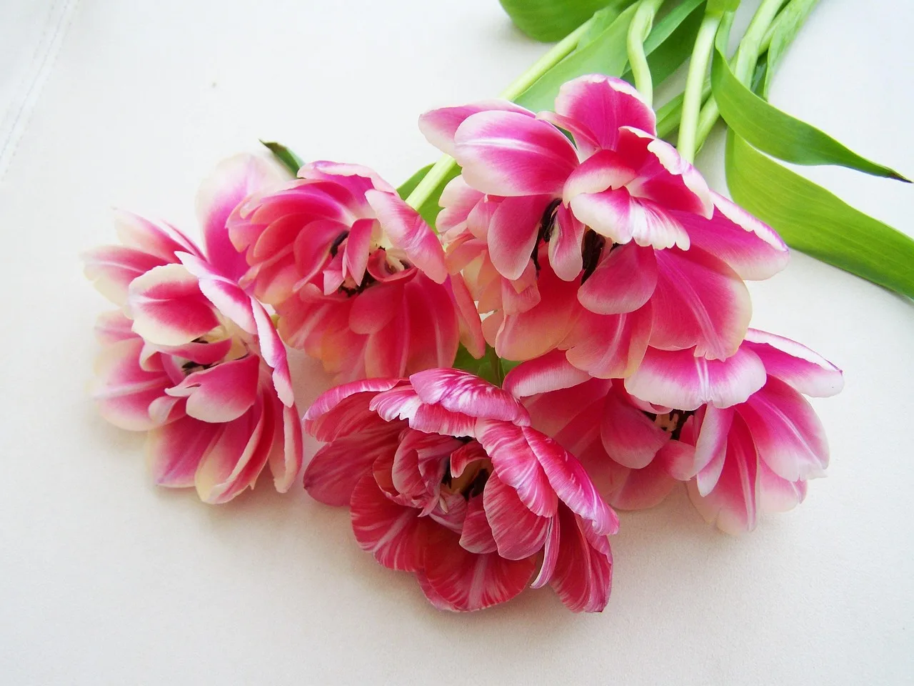 bouquet of tulips, pink, cut flower. A cut flower crop mix case study: simplifying the list