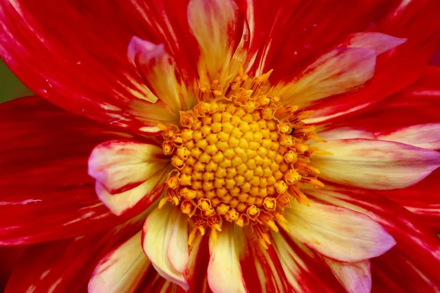 dahlia, bicolor flower, stamens, pistils, beautiful flowers, cut flower. A framework for cut flower crop selection