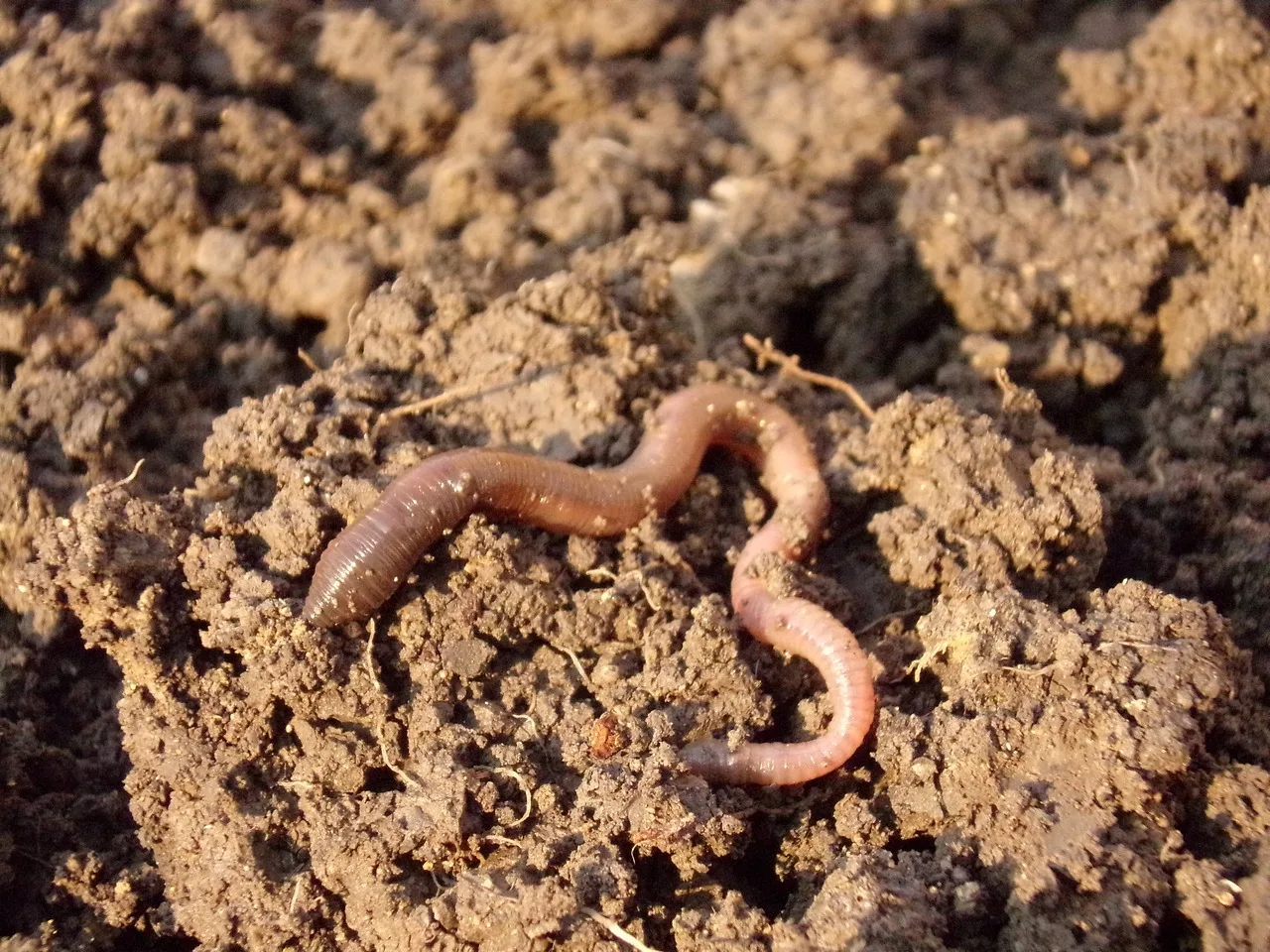 earthworm, soil, dirt, macro, earthworm, earthworm, earthworm, earthworm, earthworm, soil. Cut Flower Fertility Checklist for Soil Sampling and Records
