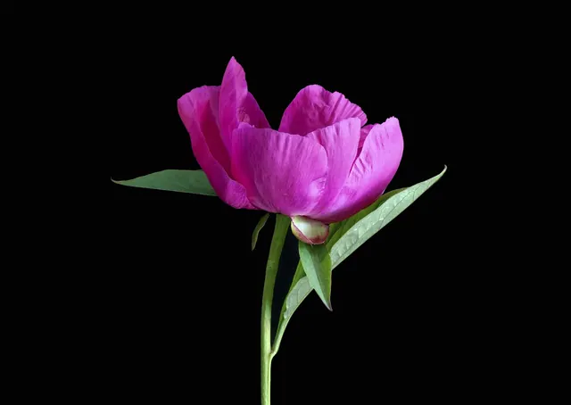 pink peony, flower, peony, pink flower, petals, pink petals, bloom, blossom, nature, flower wallpaper, flora, cut flower, beautiful flowers, single, single flower, black background