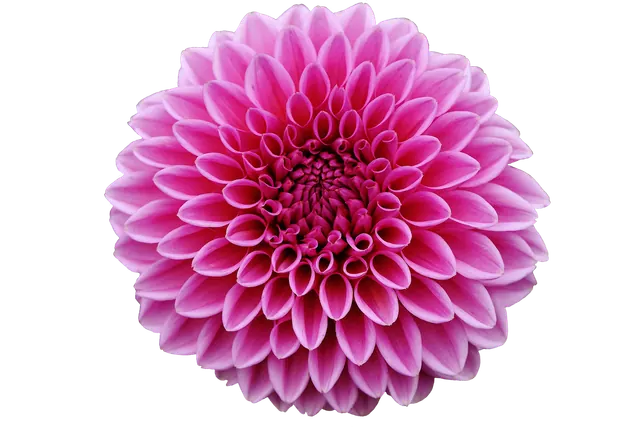 dahlia, nature, dahlias, fall, asteraceae, garden flower, ornamental flower, garden dahlia, blossom, bloom, garden, flora, dalia, plant, cut out, cutting out, cropping, exemption, 