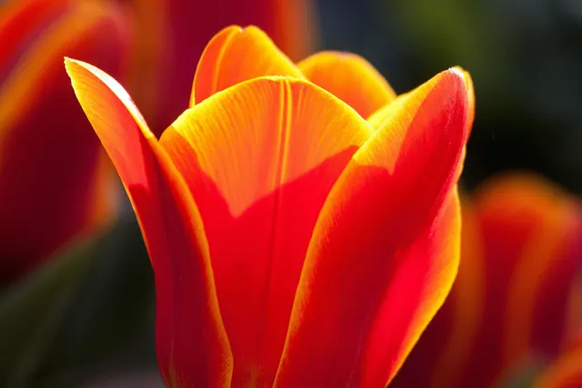 tulip, lily, flower background, nature, flower, tulips, cut flower, flower wallpaper, blossom, bloom, plant, flora, flower bracts, red, yellow, bloom, beautiful flowers, blooming, 