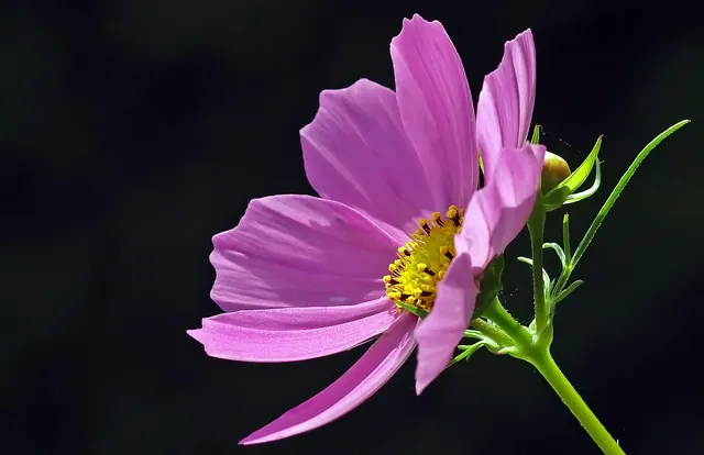 cosmea, flower, beautiful flowers, petals, purple flower, purple petals, blossom, bloom, cosmos, flora, flower background, floriculture, horticulture, botany, flower wallpaper, nat