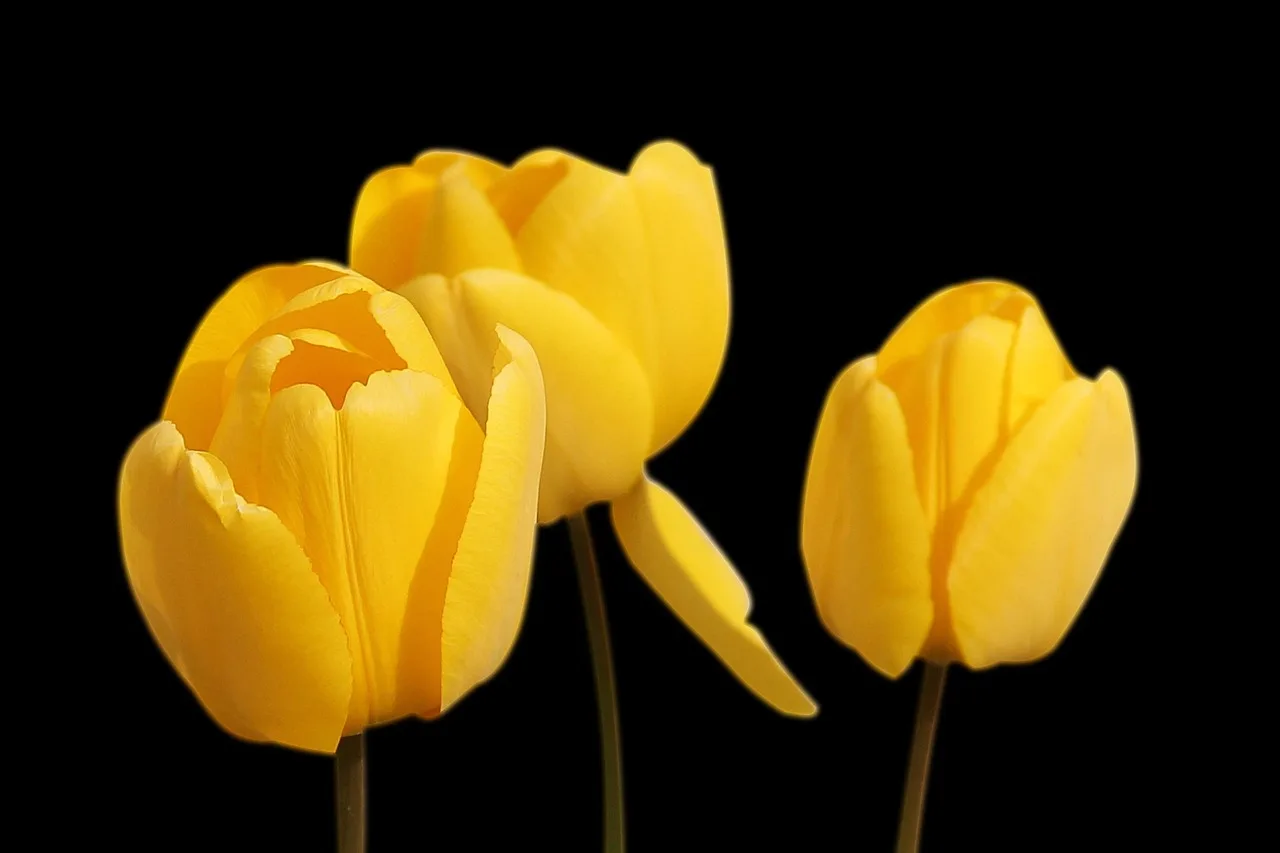 tulips, nature, yellow, flowers, spring, yellow tulips, yellow flowers, petals, yellow petals, beautiful flowers, blooming, blossoming, cut flowers, flower background, flower wallpaper, black background. 9 cut flower ipm checks before signing off