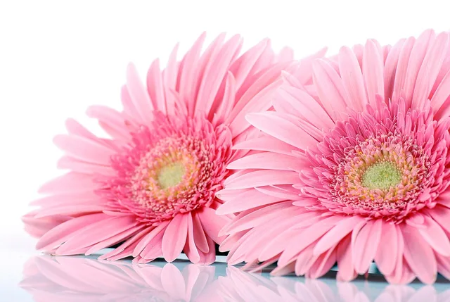 gerbera, gerbers, flowers, delicate, flower wallpaper, the delicacy, cut flowers, decorative flower, beautiful flowers, cut flower, greenhouse flower, nature, plant, flower background, decoration, blooming, flowers for her, pink, roses, cereal. Pricing per stem for US wholesale versus florist sales, a costed example