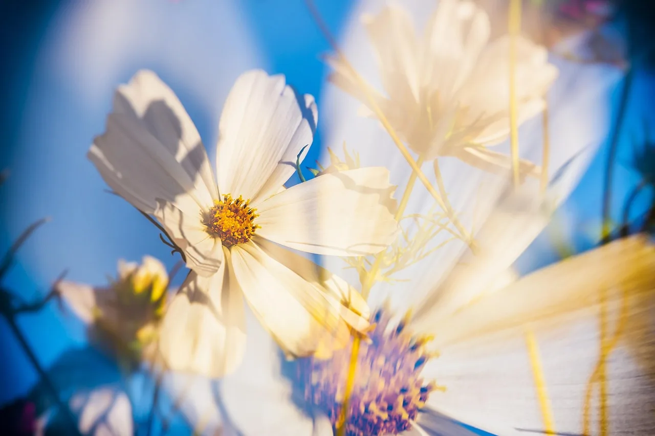 cosmea, flower, double exposure, bloom, white, jewelry basket, romantic, cosm, cut flower, ornamental flower, plant, nature, flower background, flower wallpaper, composites, beautiful flowers, ornamental plant, summer. 6 Practical Pointers for Cut Flower IPM