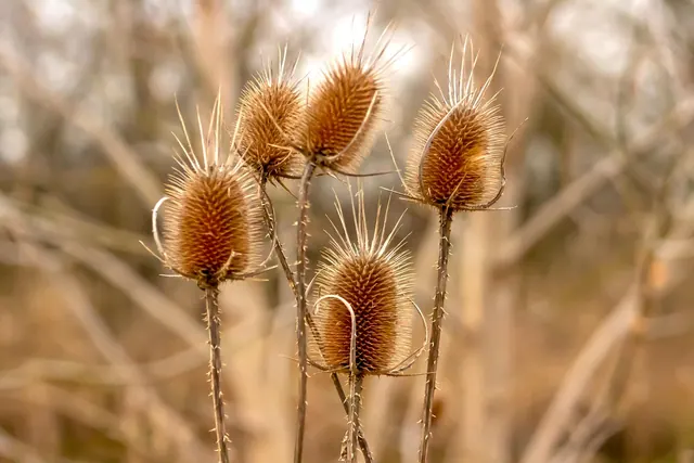 wildflower, flower wallpaper, disease, flower background, donkey disease, dry, beautiful flowers, field, flower, flora, nature, crop. 6 pointers on cut flower pest that hold up