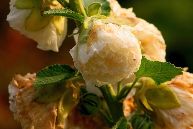 nature, flower background, plant, flower, garden, flowers, garden flower, beautiful flowers, flower wallpaper, wilting, pale. Pale leaves and weak plants: diagnostic questions before naming a cut flower disease