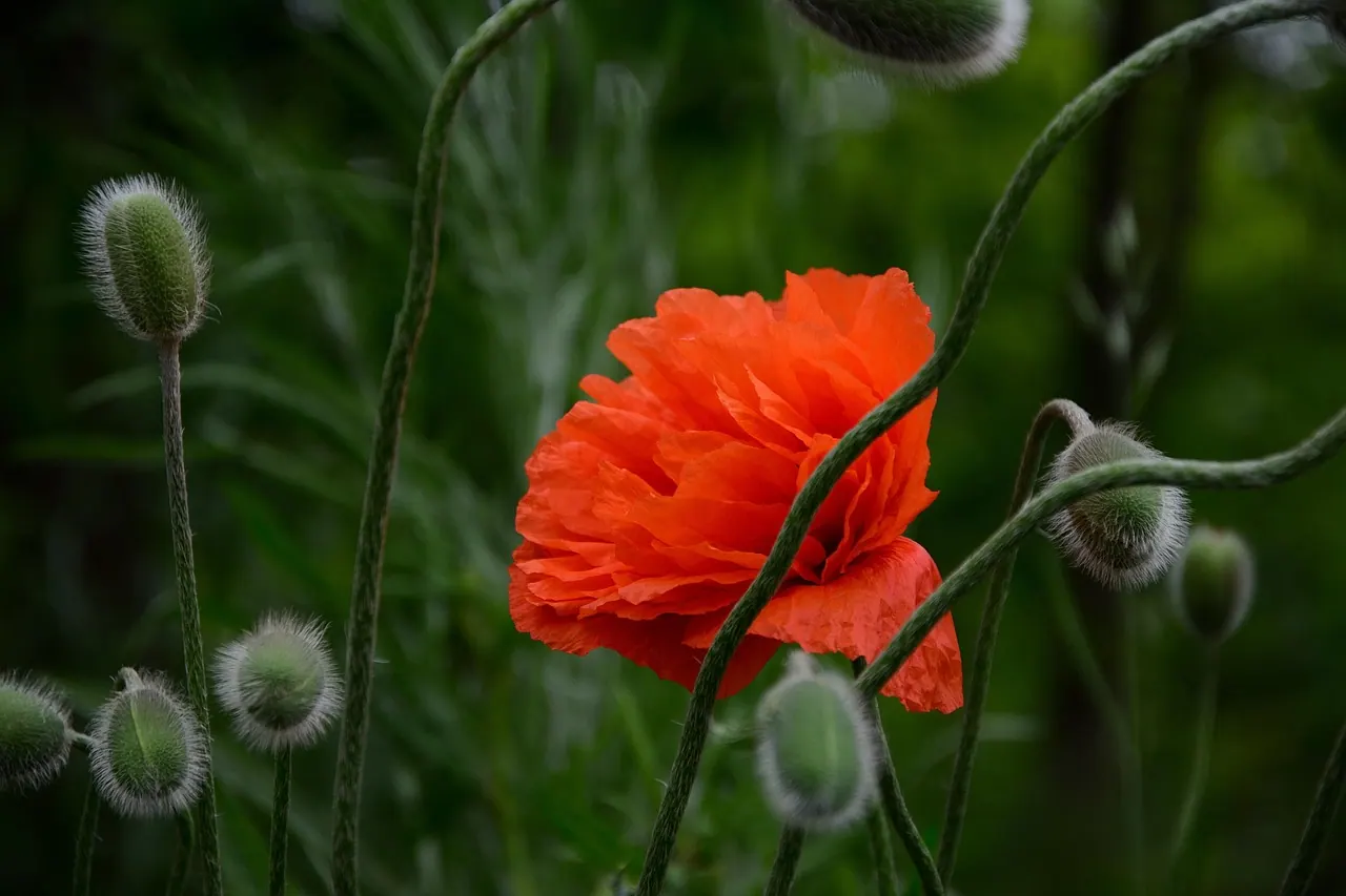 flower, poppy, bud, flora, botany, poppy capsules, plant, beautiful flowers, flower wallpaper, flower background, nature. Cut flower postharvest problems and fixes