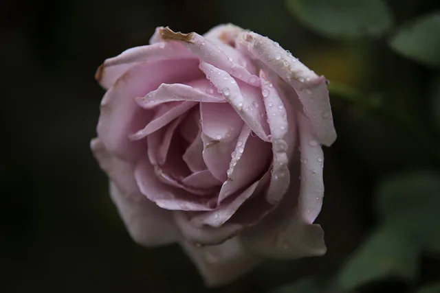 blue moon rose, nature, beautiful flowers, flower background, rose, flower, purple blue moon rose, purple flower, hybrid tea rose, blossom, bloom, dew, droplets, wet flower, plant, flora, flower wallpaper, petals, rose flower, closeup. Bent necks, cloudy water, and gray mold: reading cut flower failures
