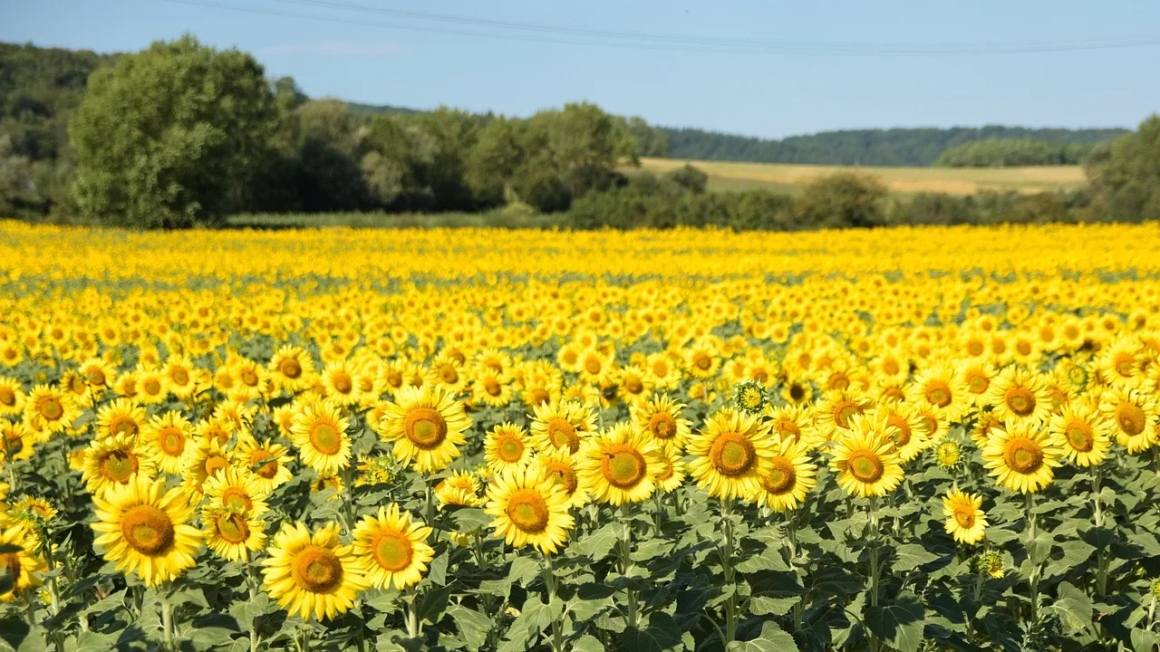 sunflowers, field, flower background, farm, sunflower farm, sunflower field, yellow flowers, flowers, floriculture, horticulture, botany, nature, plants, flowering plants, summer, flower wallpaper, bloom, yellow, blossom, sunny, bright, beautiful flowers, agriculture, france. Break-even, cost-plus, and value pricing methods compared for flower farms