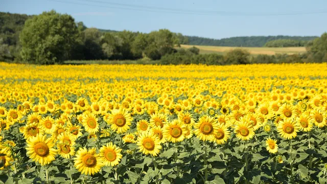 sunflowers, field, flower background, farm, sunflower farm, sunflower field, yellow flowers, flowers, floriculture, horticulture, botany, nature, plants, flowering plants, summer, flower wallpaper, bloom, yellow, blossom, sunny, bright, beautiful flowers, agriculture, france. Break-even, cost-plus, and value pricing methods compared for flower farms