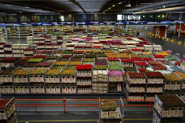 holland, flowers, business, warehouse, varieties, inside, interior, plants, sale, beautiful flowers, colorful, flower wallpaper, beautiful, brown business, brown company, flower background, brown sales, nature, brown interior. Why does a flower sales channel sell out on paper yet still not pay the farm?