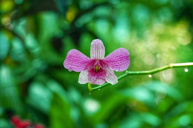 orchid, flower, bloom, blossom, plant, tropical, garden, beautiful flowers, orange, flora, wildflowers, flower background, nature, pink, agriculture, spring, happy, flower wallpaper, summer, organic, farm, forest, harvest, green, fresh, green happy, green farm, green happiness. Choosing a cut flower sales channel strategy that fits farm capacity