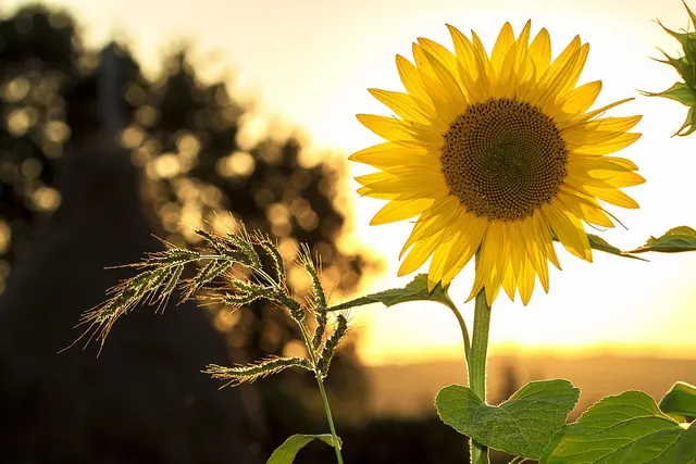 sunflower, flower, plant, flower wallpaper, petals, yellow flower, bloom, blossom, flora, leaves, flower background, summer, sunlight, sunny, vibrant, sunset, sunshine, season, nat