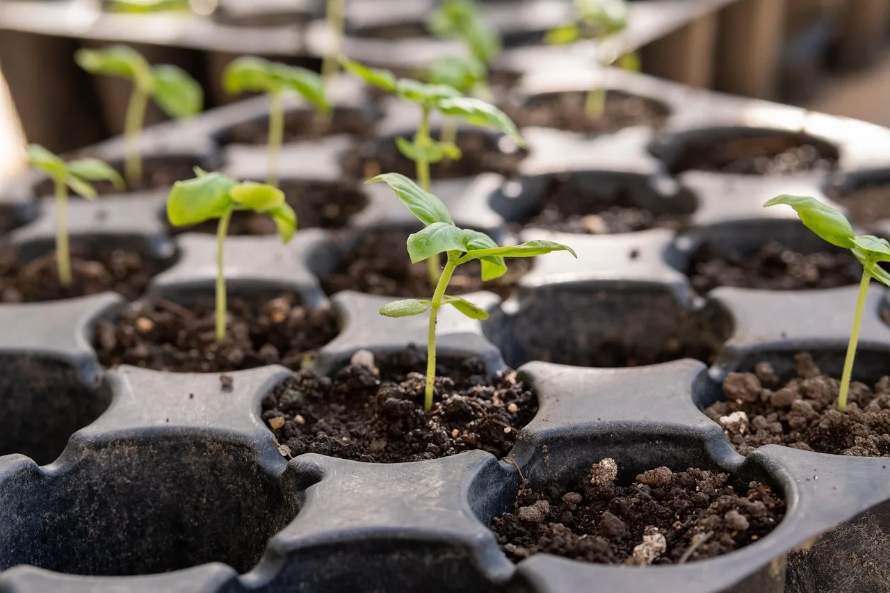 seedling, seedling tray, gardening, seedling, seedling, seedling, seedling, seedling tray, seedling tray, seedling tray, seedling tray, seedling tray. Cut flower seed starting checklist for a small nursery