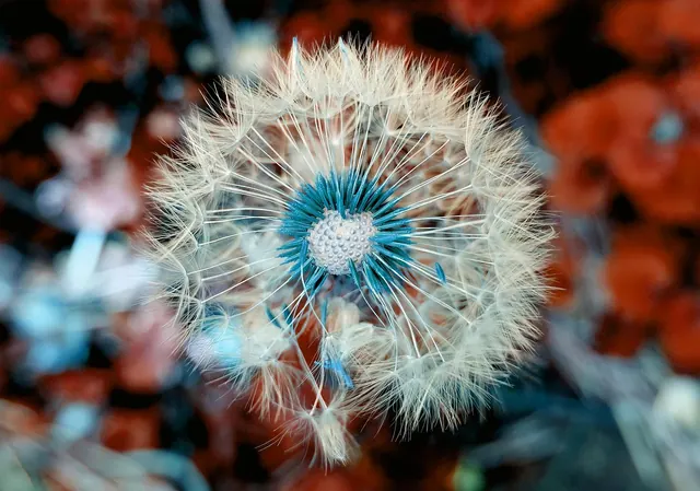 flower, dandelion, beautiful flowers, wildflower, seeds, seed head, flower background, blowball, common dandelion, bloom, blossom, flower wallpaper, flowering plant, plant, taraxac