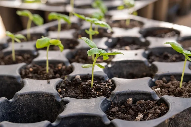 seedling, seedling tray, gardening, seedling, seedling, seedling, seedling, seedling tray, seedling tray, seedling tray, seedling tray, seedling tray. Cut flower seed starting checklist for a small nursery