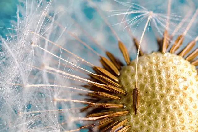 flower, dandelion, wildflower, seeds, seed head, blowball, flower wallpaper, flower background, nature, common dandelion, beautiful flowers, bloom, blossom, flowering plant, plant,