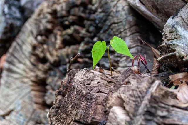 scion, seedling, plant, nature, flora