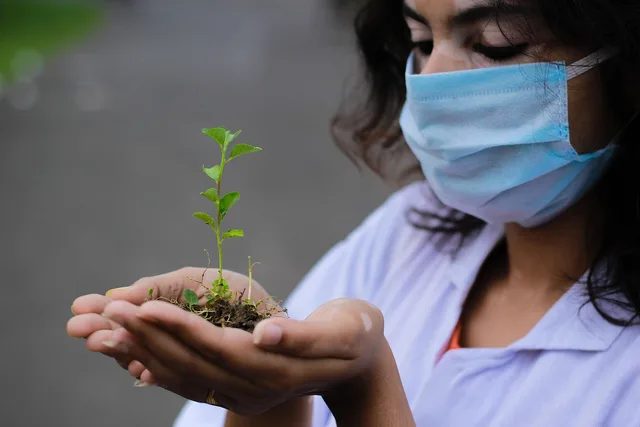 plant, seedling, nature, researcher, hands, mask, face mask, planting, closeup. Why do cut flower seedlings damp off, stretch, or stall?