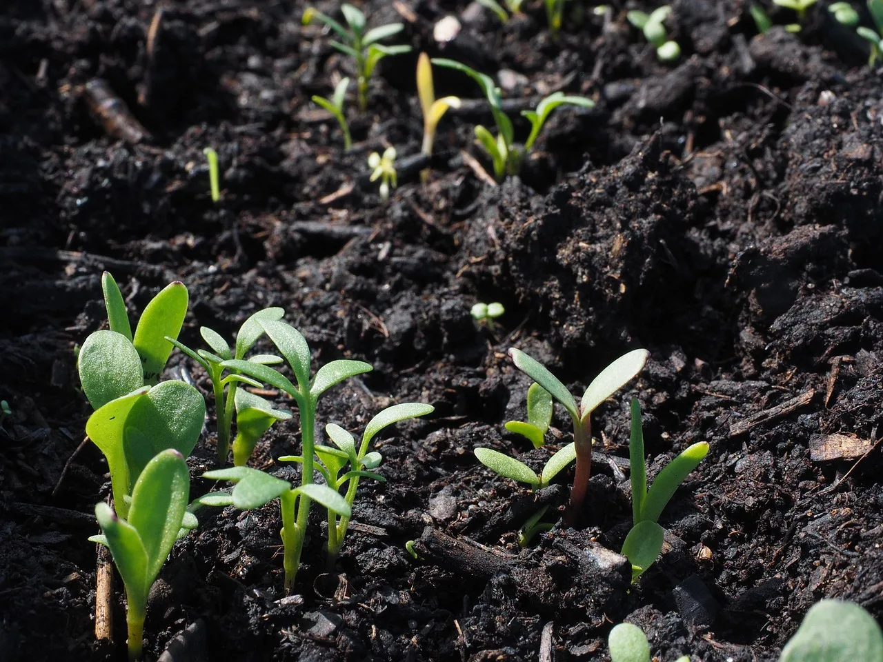 flower, beautiful flowers, flower wallpaper, sowing, flower background, nature, growth, seedlings, plant, potting soil, seed, grow. Cut flower nutrition, from bed history and pH to a monitoring routine