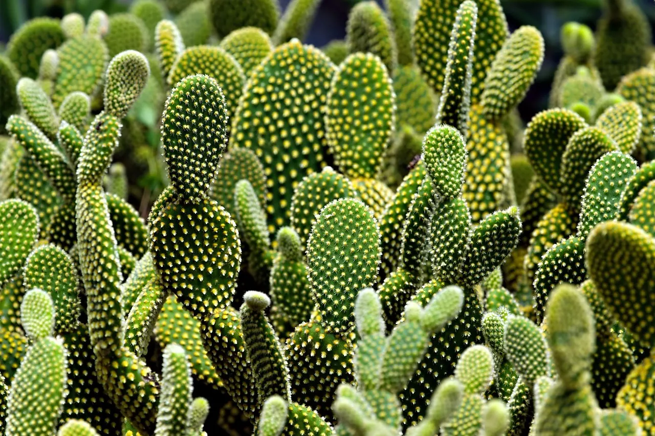 cactus, flora, flower, nature, beautiful flowers, flower wallpaper, floral, flower background, green