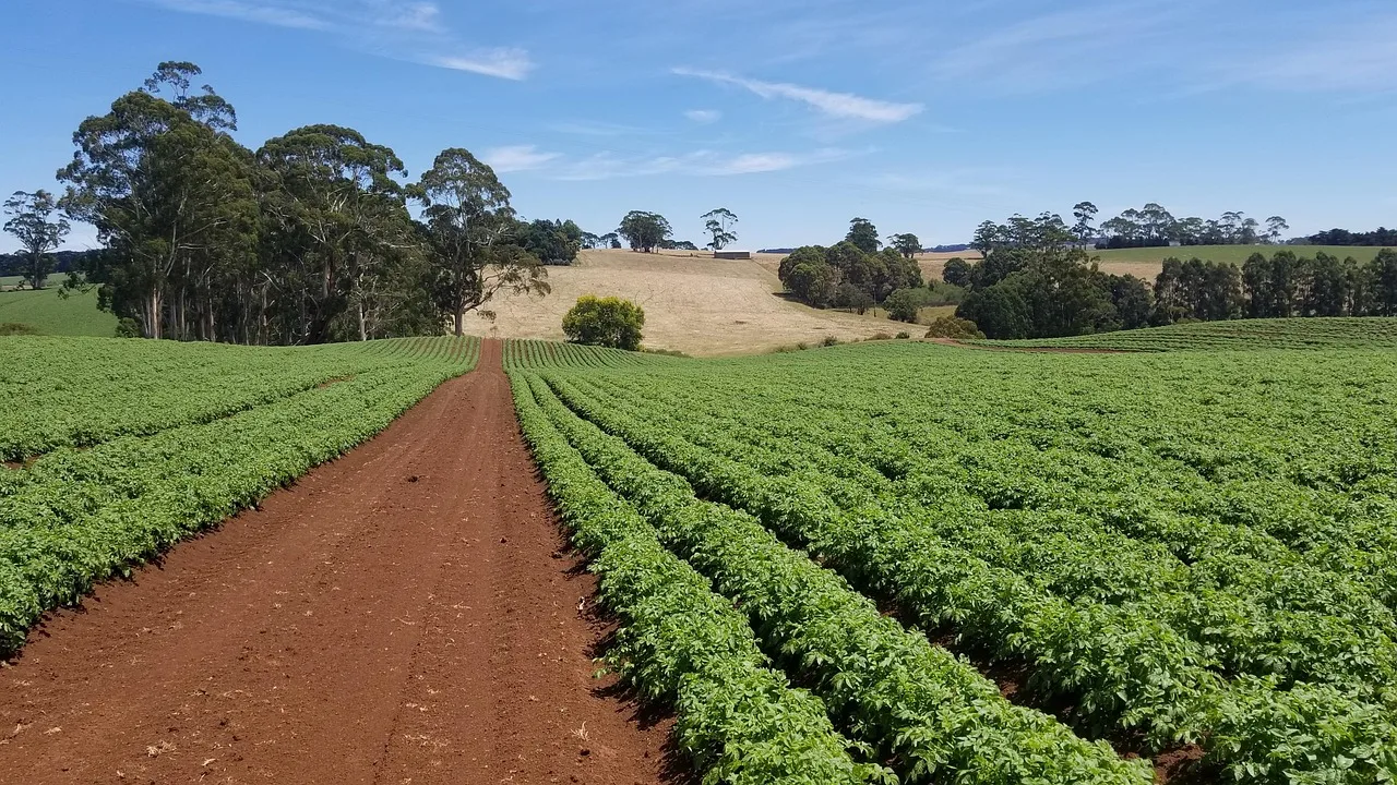 agriculture, farm, nature, field, soil, potatoes, australia, soil, soil, soil, soil, soil, australia. Cut flower soil problems: compaction, salts, and pH in the field